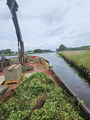 Het verwijderen van waternavel in een Gronings kanaal