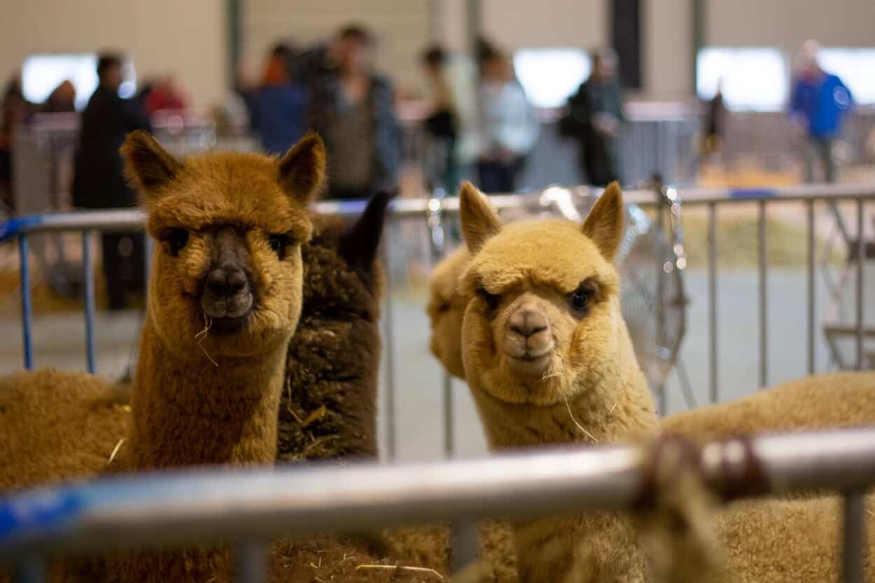 Alpacashow in HJC Manege Tolbert op 2 februari